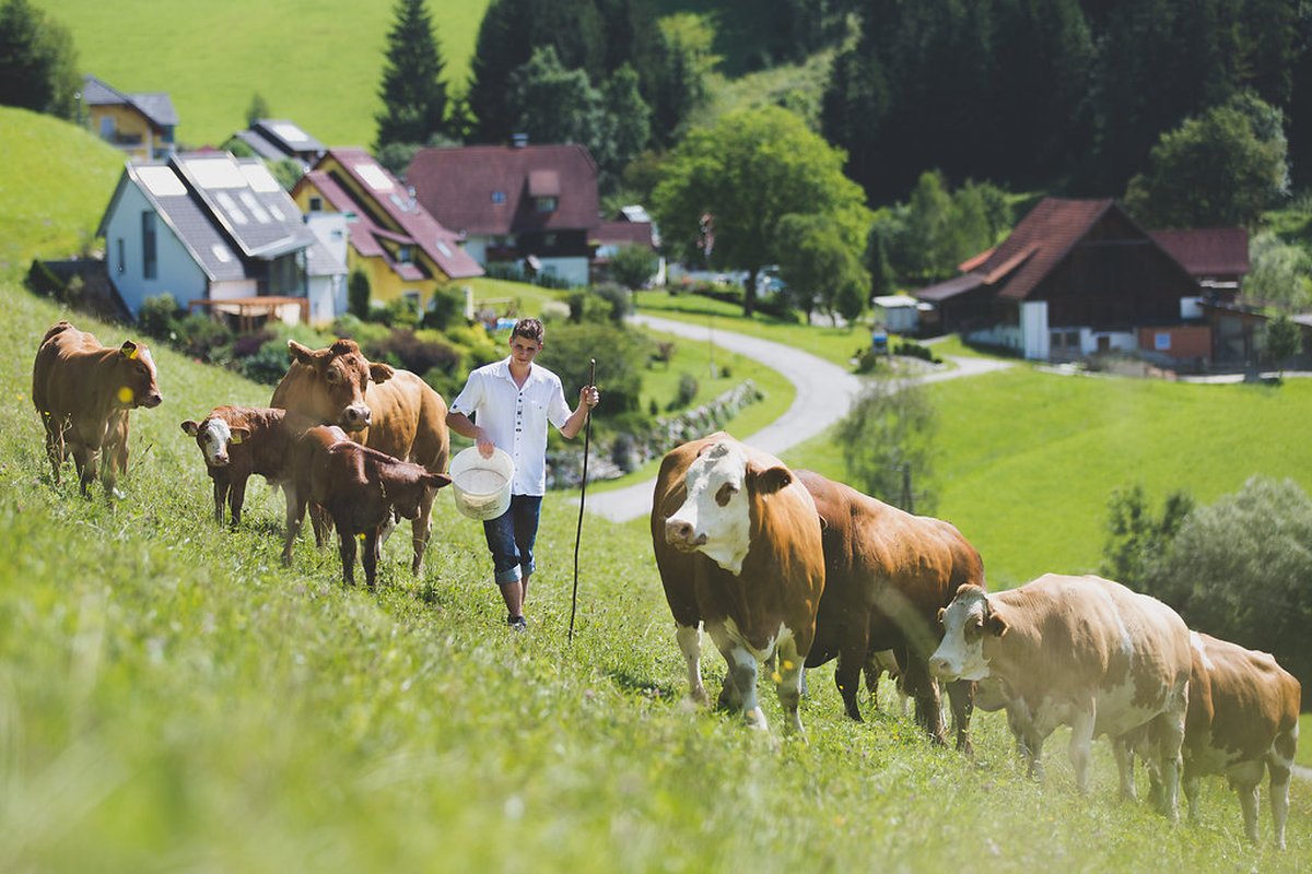 Unsere Rinder am Heimgut auf der Weide