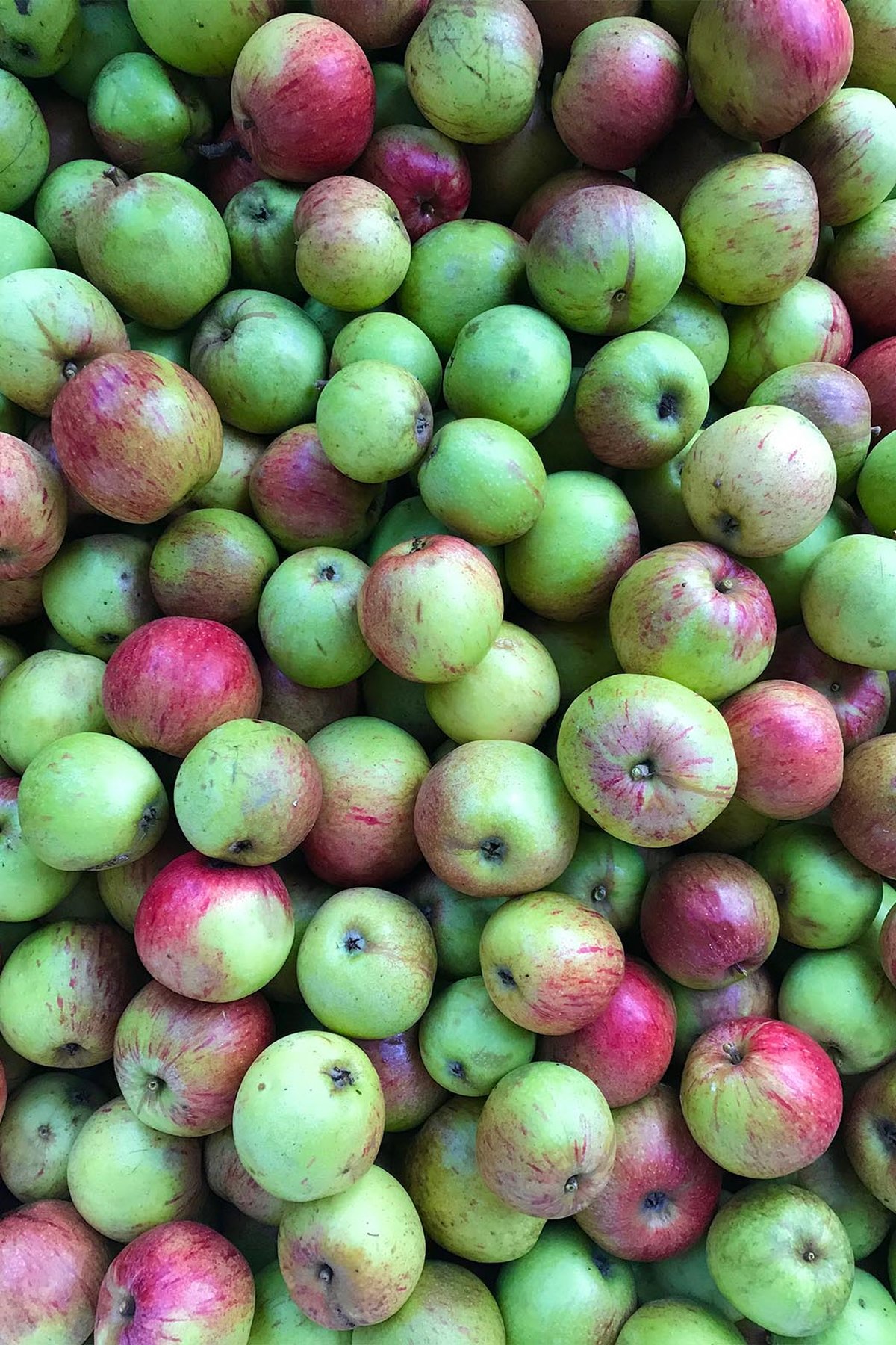 Frisch geerntete Bohnäpfel