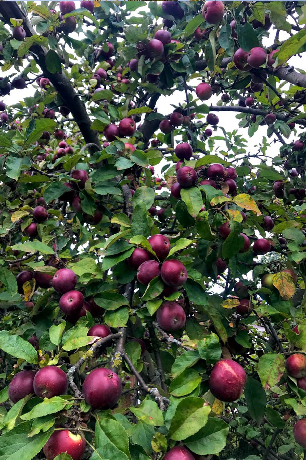 Nikolausäpfel am Baum